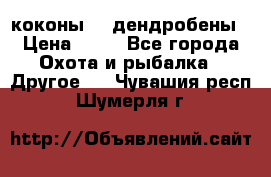 коконы    дендробены › Цена ­ 25 - Все города Охота и рыбалка » Другое   . Чувашия респ.,Шумерля г.